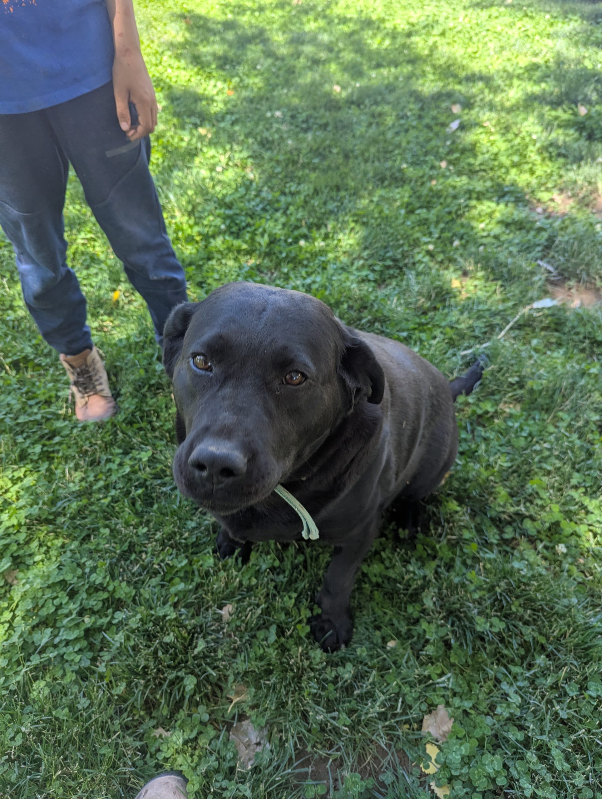 Read more about the article Piper so helpful getting so close to puppy time due end of the month.