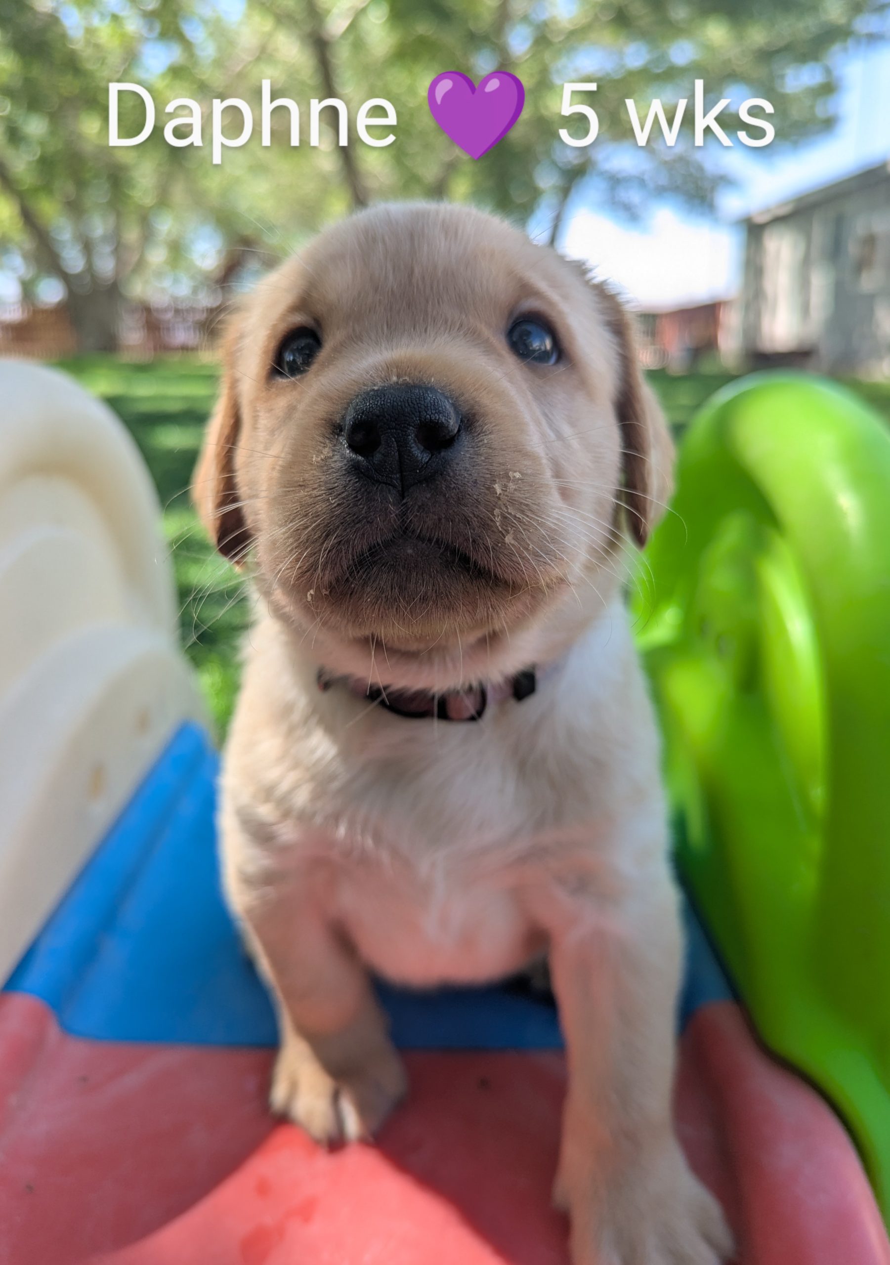 Read more about the article Scooby-Doo litter 5 wk old pictures